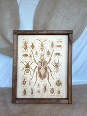 Vintage Beetle Species Engraving