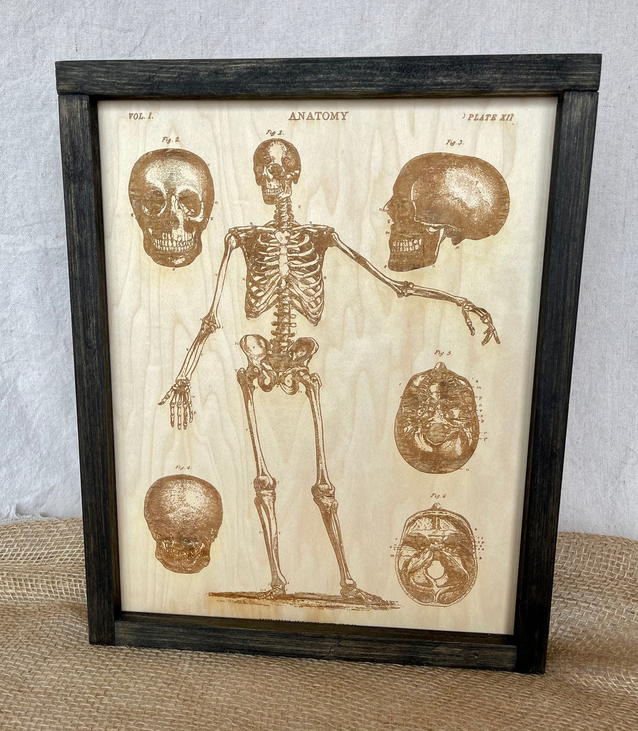 Skeleton Anatomy Engraving